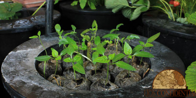 hydroponics and gardening - Self-sufficient life in Belize