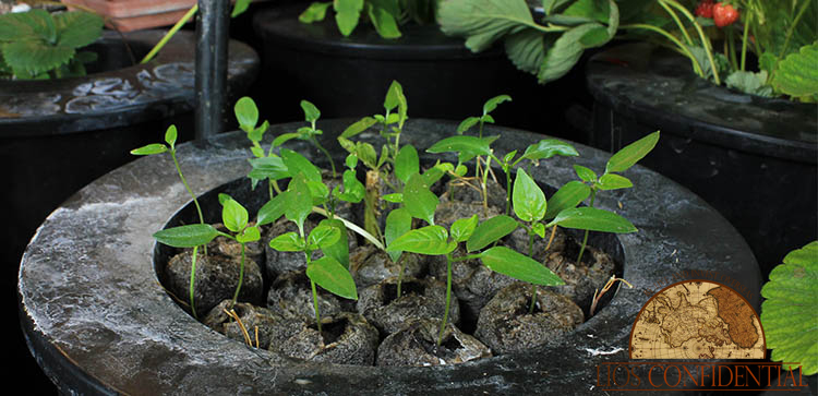 hydroponics and gardening - Self-sufficient life in Belize