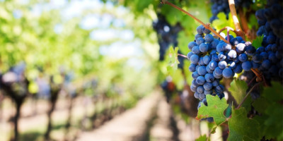 An upclose view of a bundle of grapes with a long shot down a vineyard row in the periphery