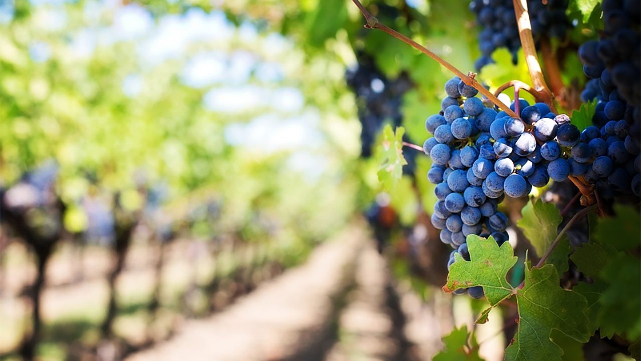 An upclose view of a bundle of grapes with a long shot down a vineyard row in the periphery