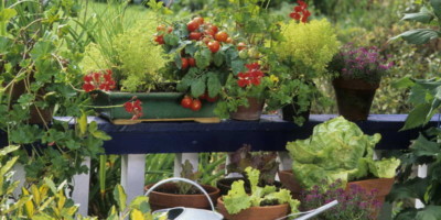 balcony with plants and veg growing