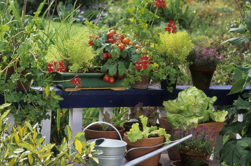 balcony with plants and veg growing