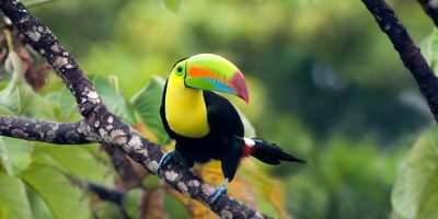 Keel-billed Toucan, shot in Panama.