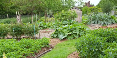 Vegetable garden.