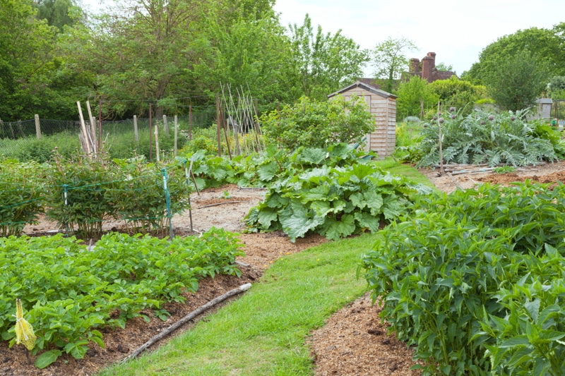 Vegetable garden.