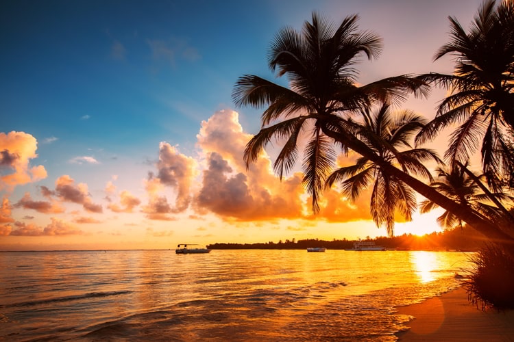 Palmtree silhouettes on the tropical beach, Dominican Republic.