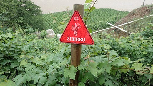 Grape vines called Zibibbo in Colombia