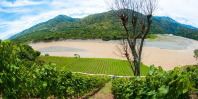 Grape vines in Viña Sicilia, Colombia