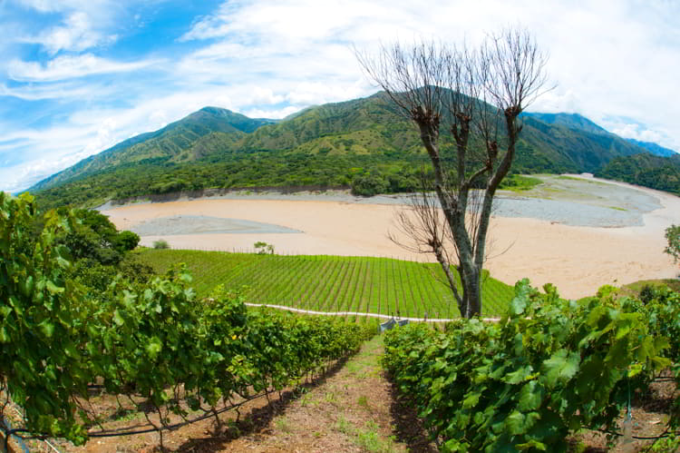Grape vines in Viña Sicilia, Colombia