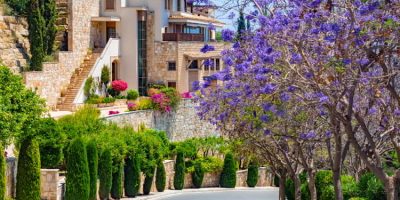 A road goes past flowering trees in Cyprus