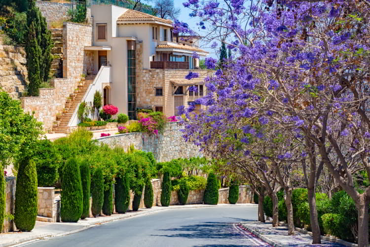 A road goes past flowering trees in Cyprus