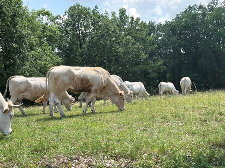 The Aquitaine Blond breed of beef cattle 