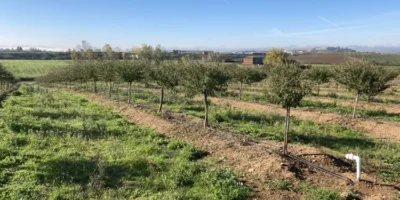 One of our almond plantations in Spain—almonds as far as the eye can see…