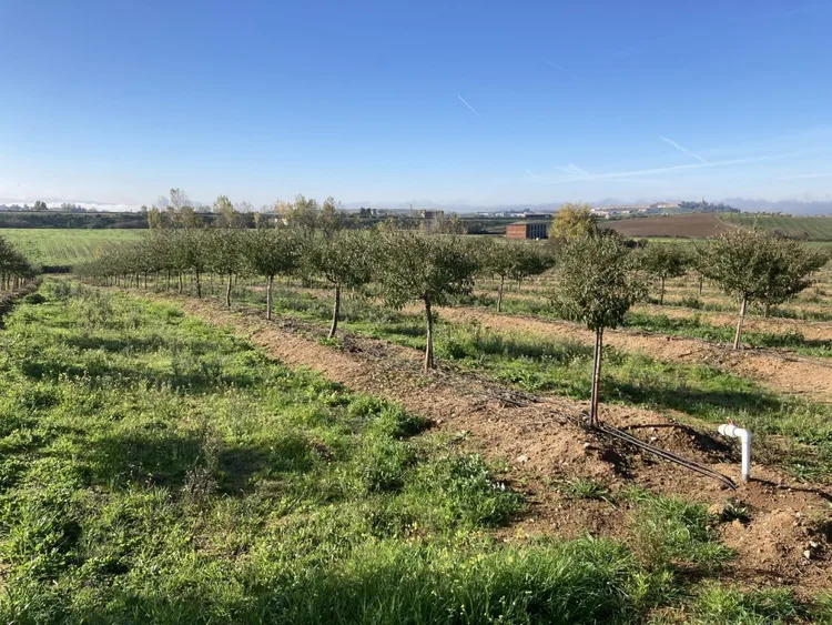 One of our almond plantations in Spain—almonds as far as the eye can see…
