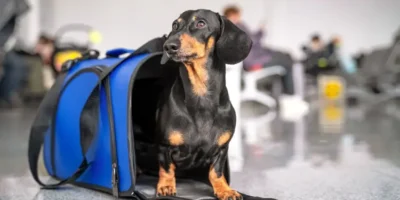 Dachsund on a pet carrier at an airport.