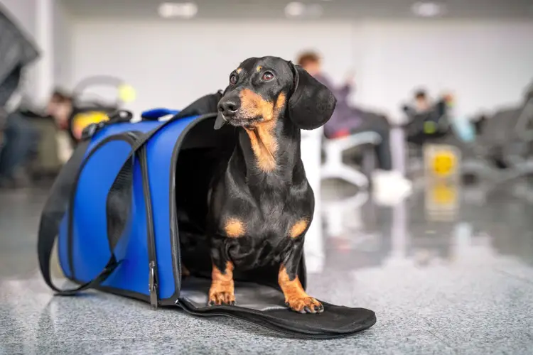 Dachsund on a pet carrier at an airport.
