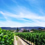 Portuguese wine country