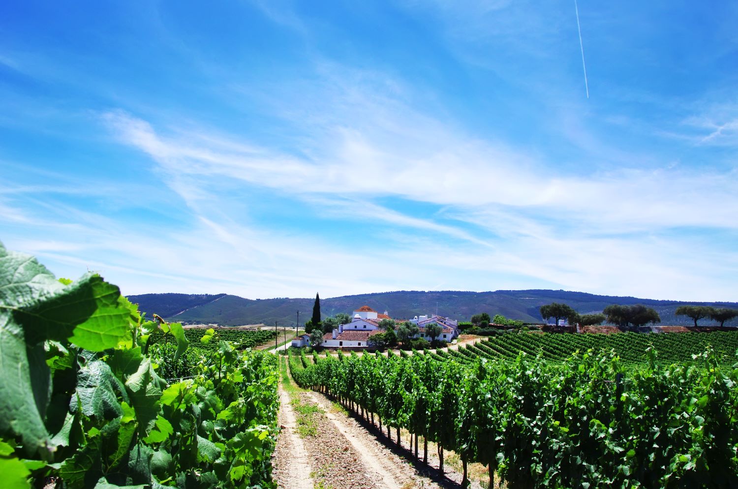 Portuguese wine country